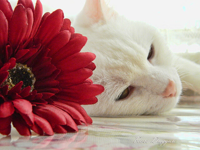 开云体育中国-霍勒迪收割悬念！国王末节风暴淹没爵士