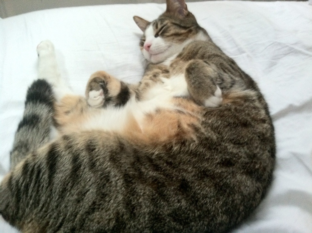 开云体育app-天神下凡！杜兰特扛起全队，步行者横扫开拓者