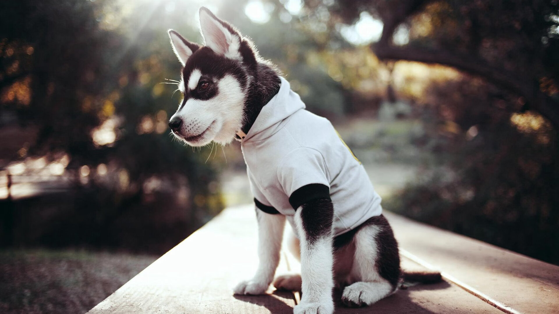 打破英格兰灯塔，波兰阴影下的利物浦变革时刻