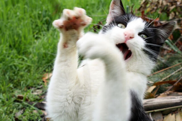 开云APP-戈麦斯关键战不手软，委内瑞拉冲垮日本，小国足球的逆袭密码