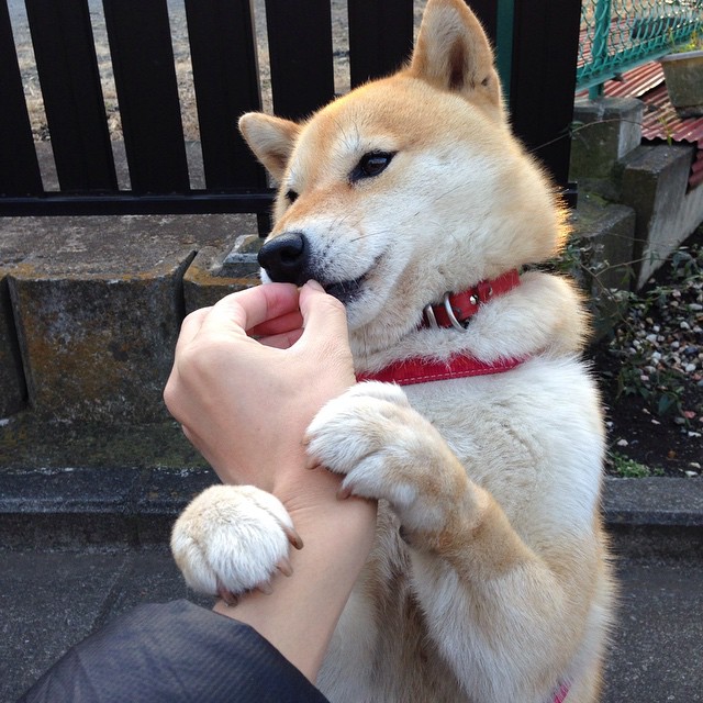 戈麦斯关键战不手软，委内瑞拉冲垮日本，小国足球的逆袭密码