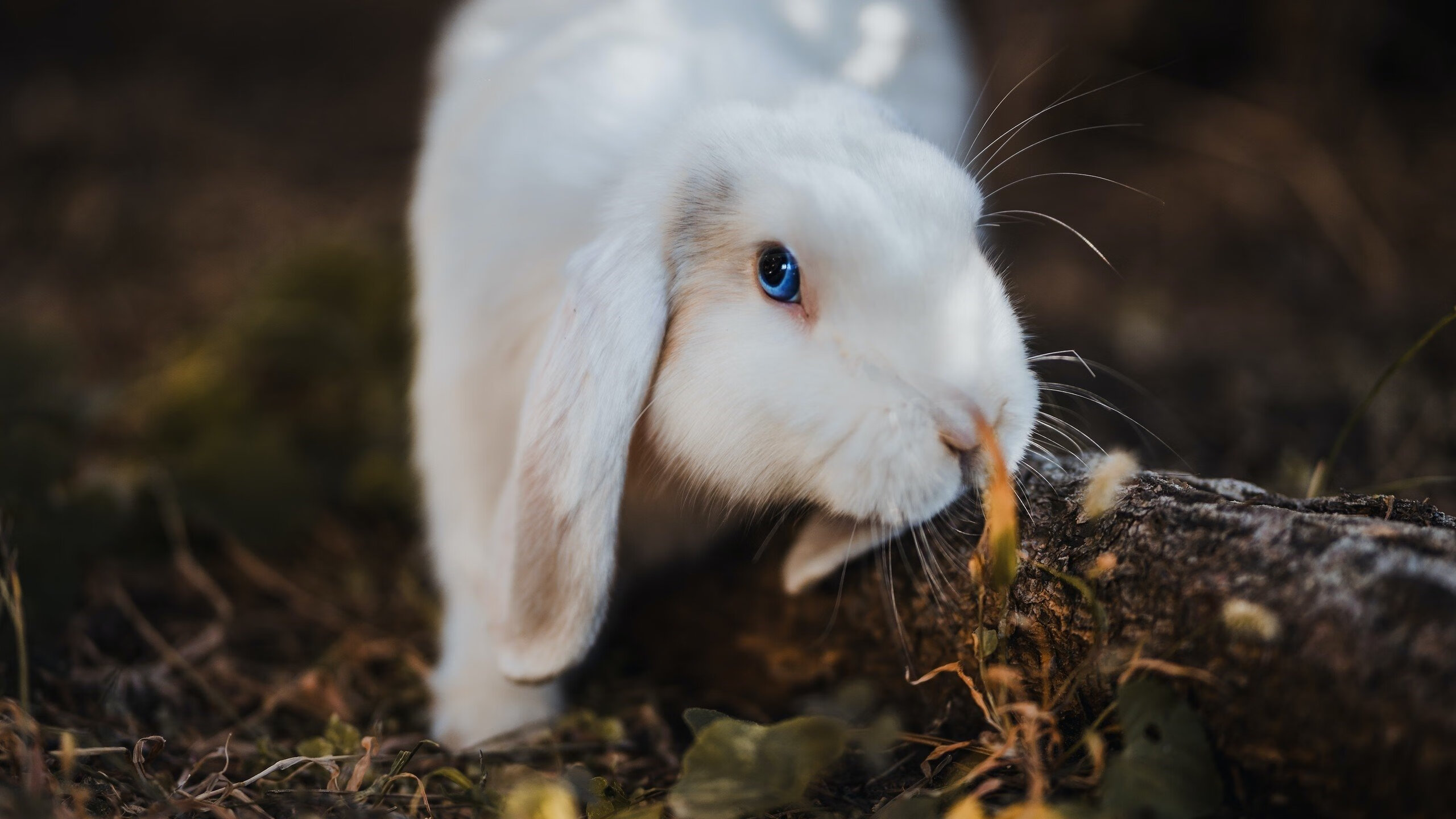 开云体育平台APP-奥利维耶，用双脚划破银河，伊拉克用血肉筑成叹息之墙