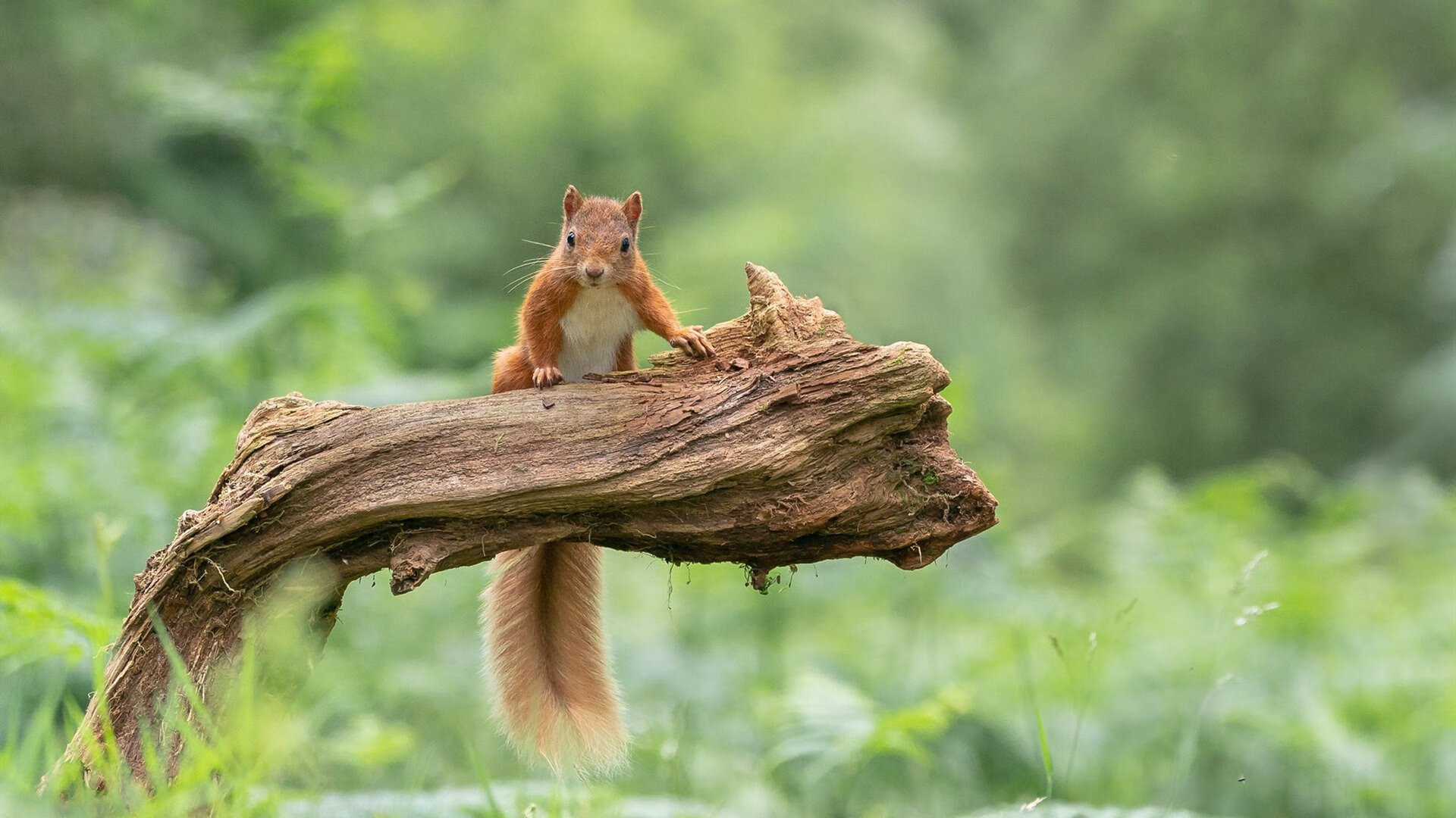 奥利维耶，用双脚划破银河，伊拉克用血肉筑成叹息之墙