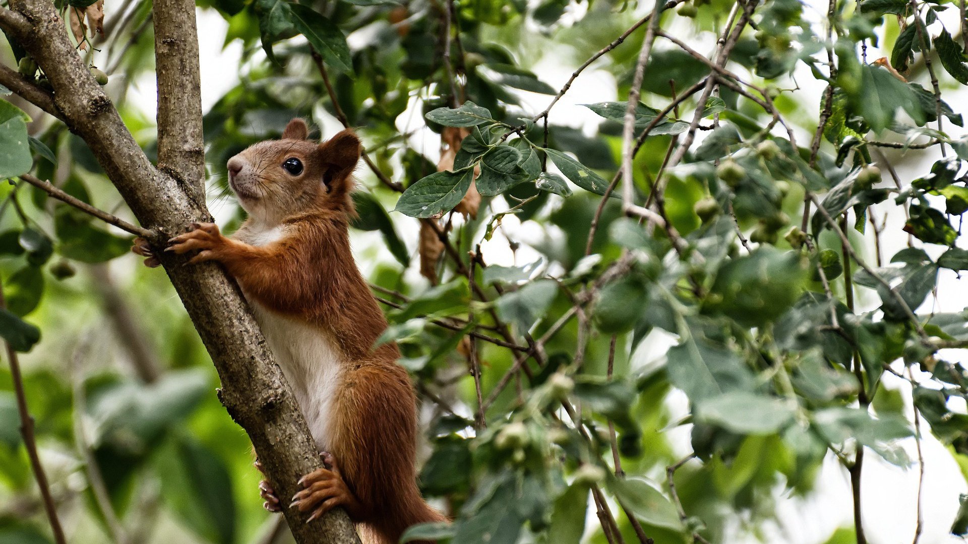钢铁壁垒与致命利刃，掘金防守锁死黄蜂，浓眉成为关键先生