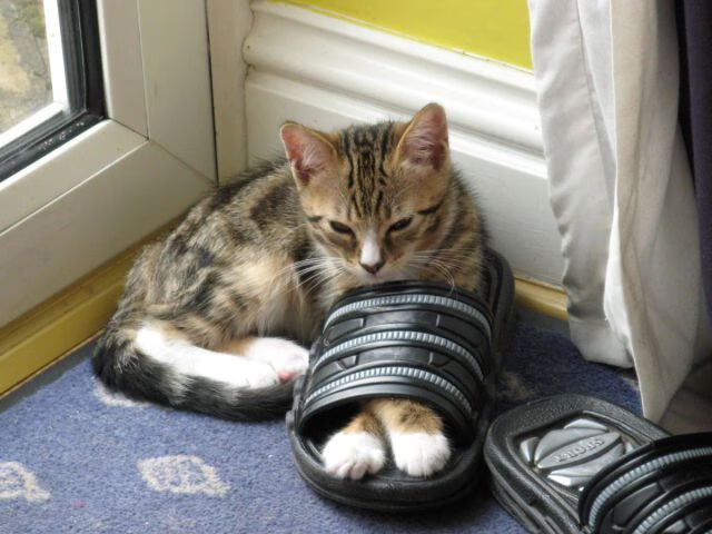 赛场奇迹，从戈贝尔欧冠封神到奇才绝杀背后，改写剧本的超凡时刻