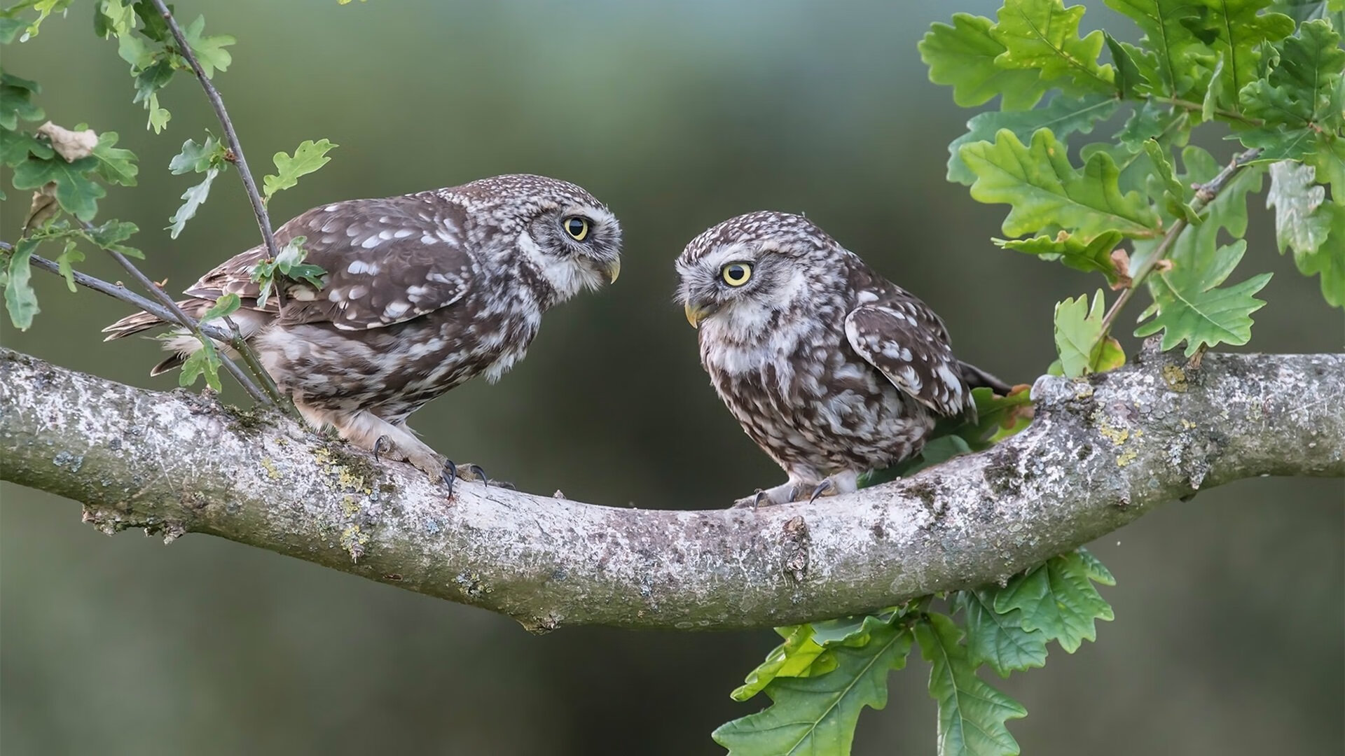 时光赛场，当保罗在季后赛接管，凯尔特人速胜广东启示了什么？
