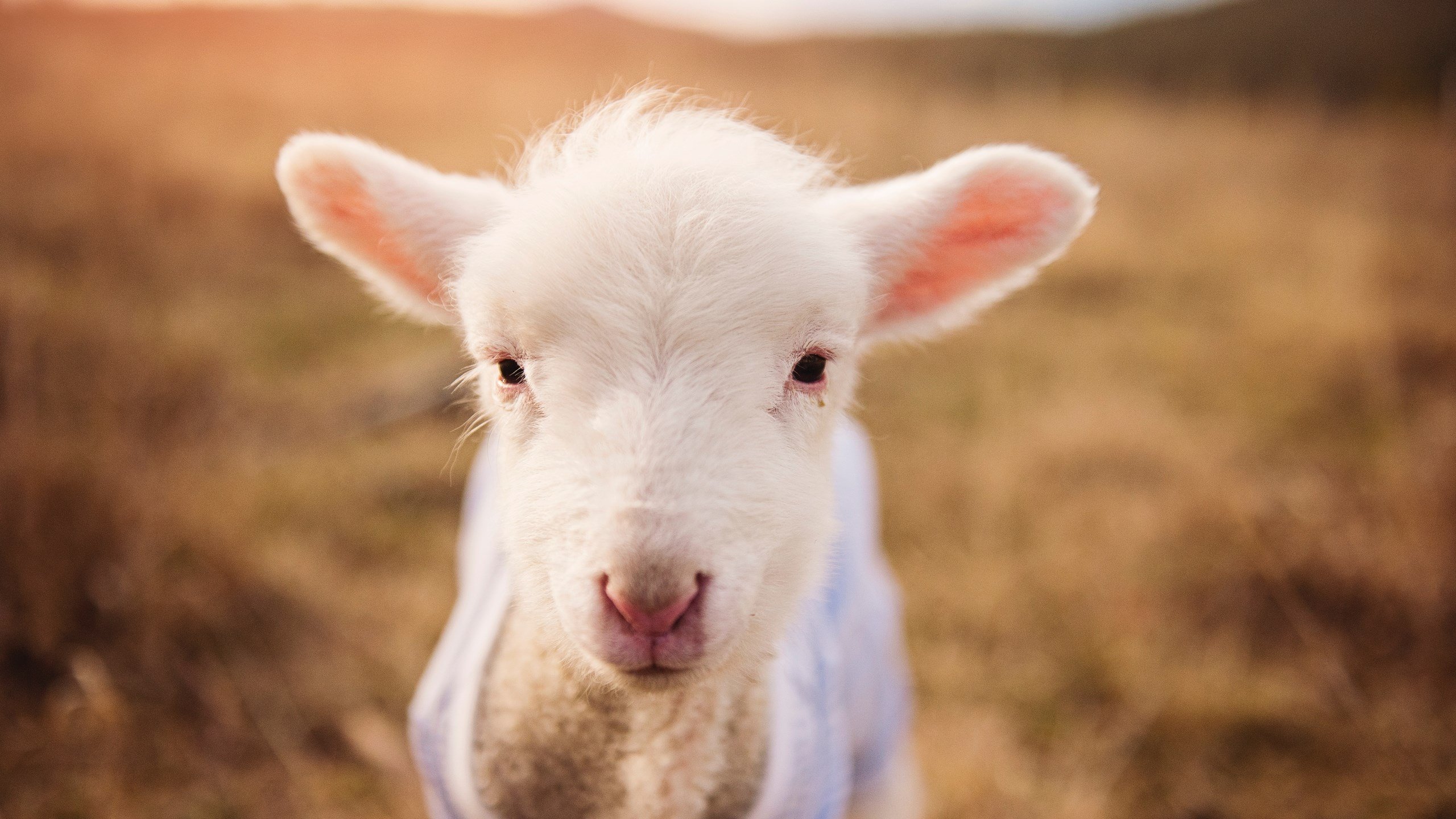 开云体育在线-金靴与终场哨，当尼斯终结波兰，C罗在季后赛抢七接管比赛