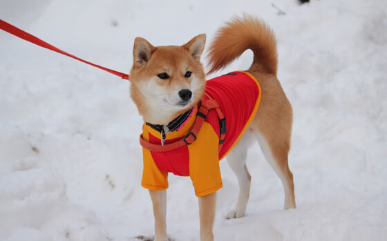 开云体育app-蓝鹰啄破红狼心，基耶萨利刃定乾坤
