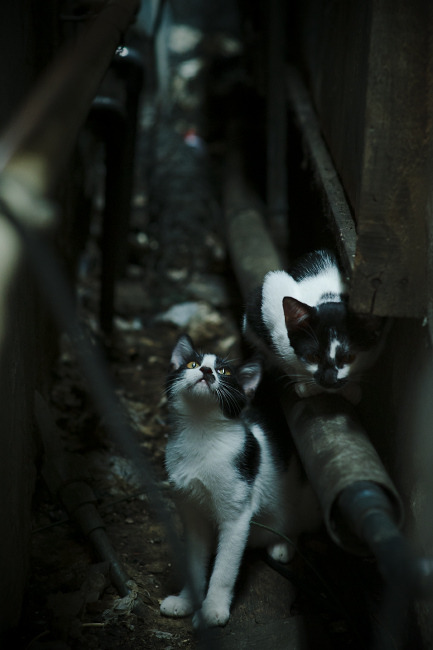 年度焦点之战，爱尔兰踏平伊朗，足球盛宴震撼全球