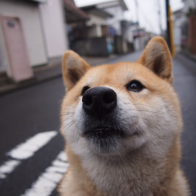终场1.7秒,三分线外一米!武切维奇一剑封喉,山西上演惊天绝杀