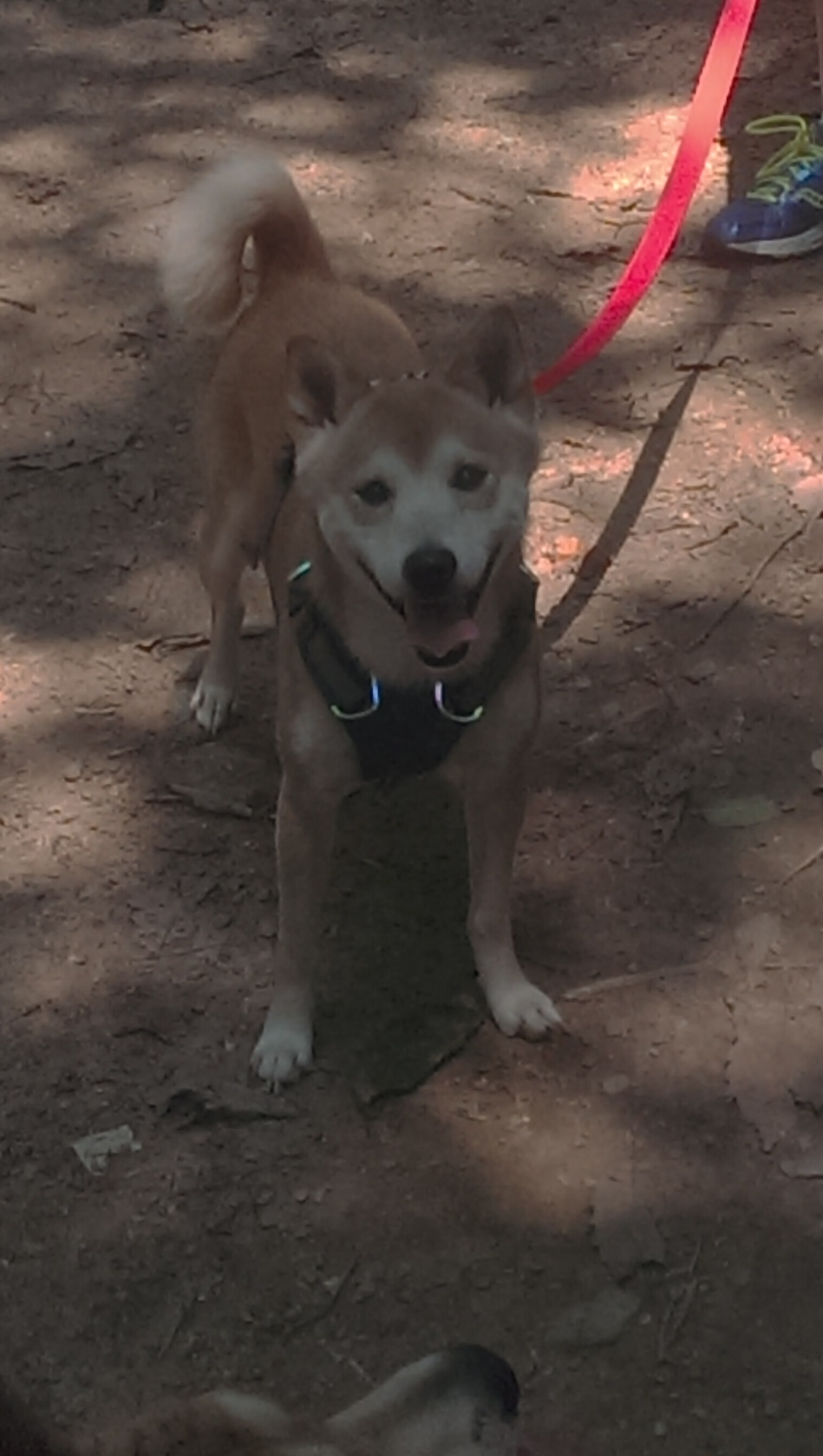 巴黎前夜，悬崖边的逆转，阿克的关键战不手软