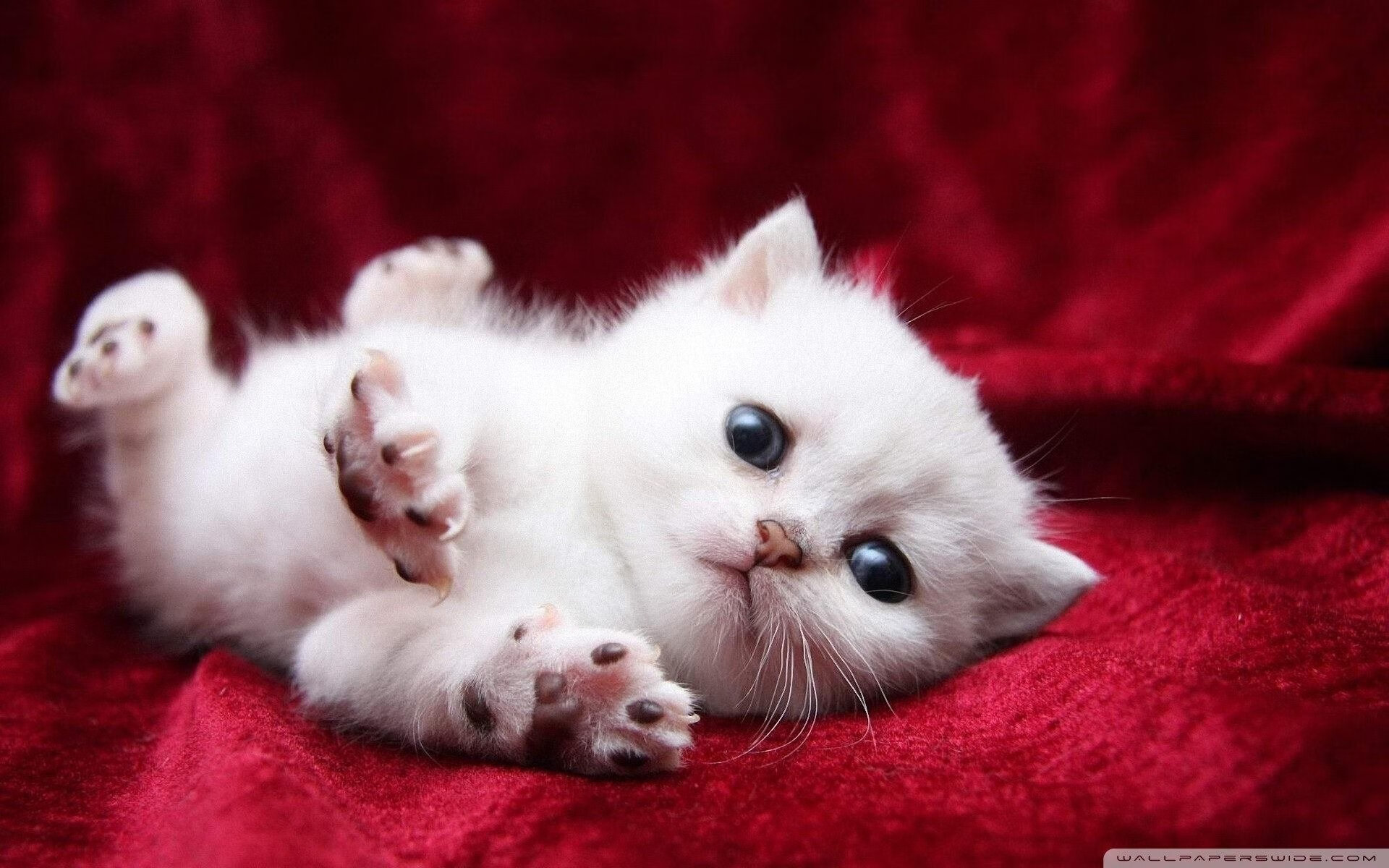 南美风暴卷过非洲雄狮，巴斯托尼一脚定乾坤，秘鲁逆境争冠