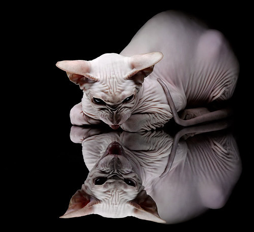 开云下载-压力下的反击，戈贝尔爆发引领太阳战胜山西队