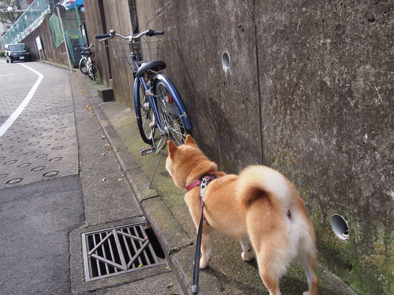 压力下的反击，戈贝尔爆发引领太阳战胜山西队