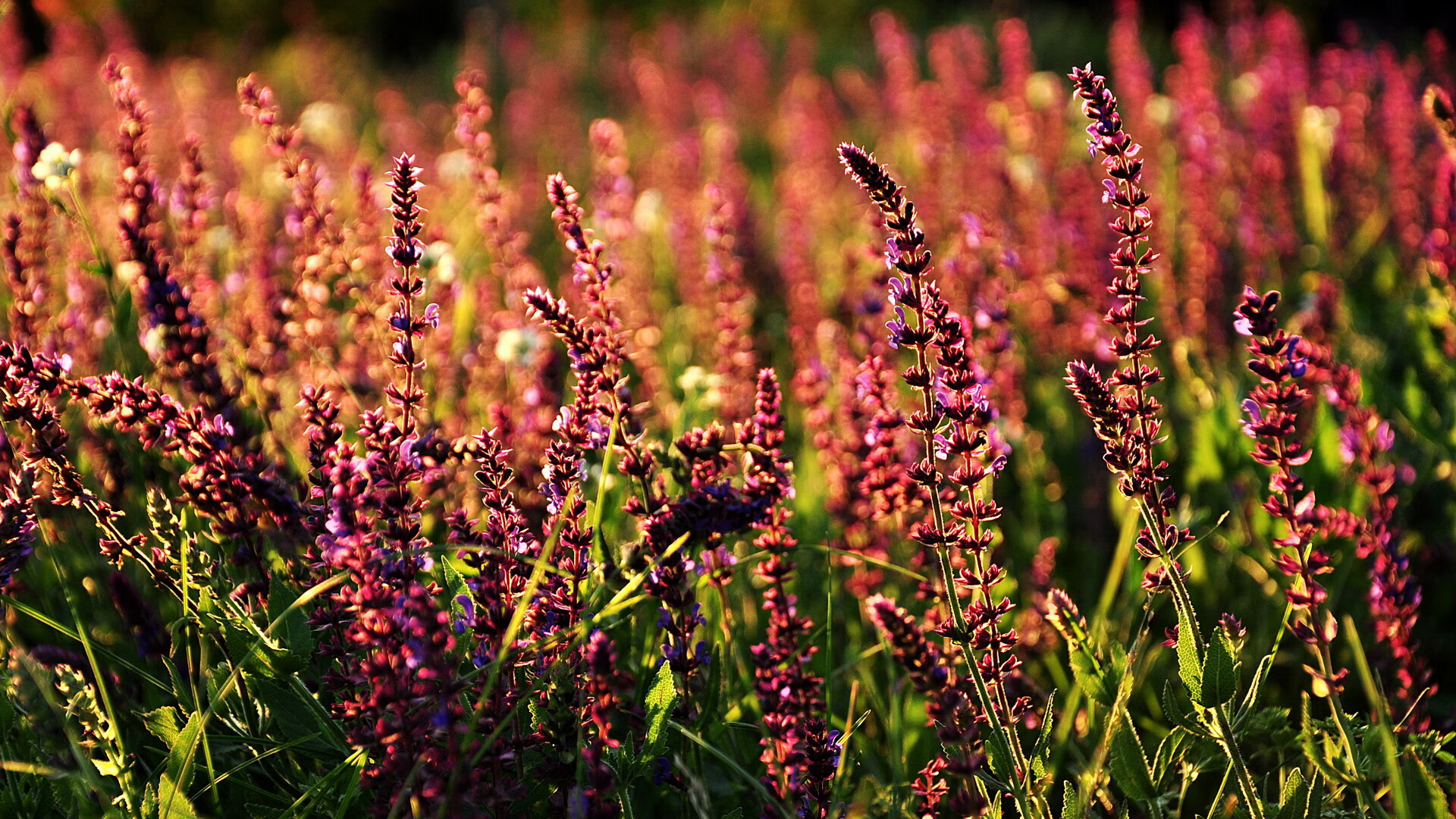 活塞对阵浙江队，乔治冠军级表现点燃跨洲际篮球盛宴