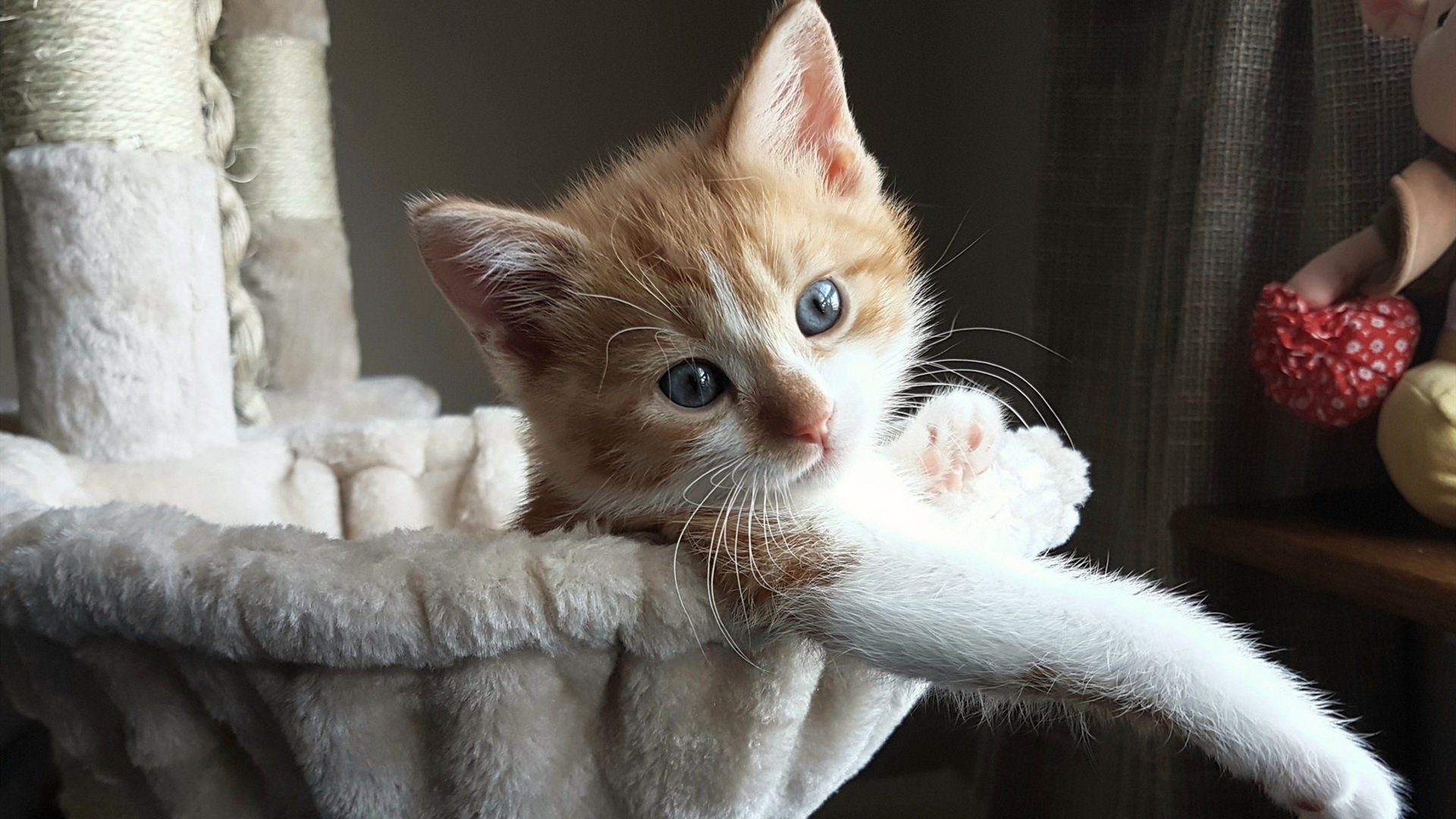 活塞决胜局轰鸣，黄蜂刺击落空—F1年度争冠焦点战纪实